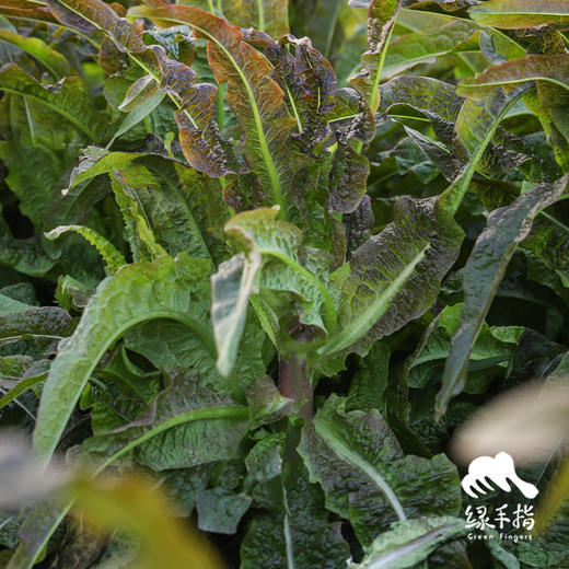 生态莴笋 | 绿家自产* Ecological lettuce | In-House Production 商品图0