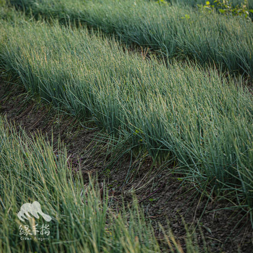生态小葱 | 绿家自产*Ecological Shallot | Self-production 商品图2