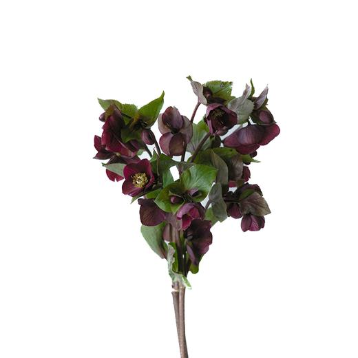 菟葵 Helleborus Niger 商品图1