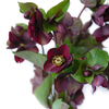 菟葵 Helleborus Niger 商品缩略图0