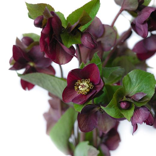 菟葵 Helleborus Niger 商品图0