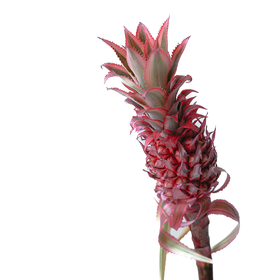 小菠萝 Mini Pineapple