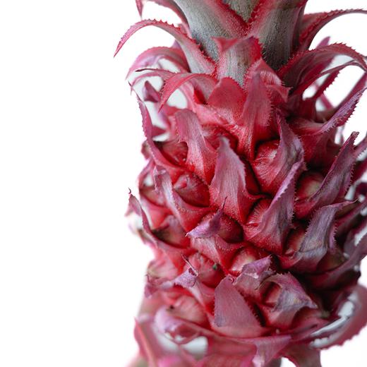 小菠萝 Mini Pineapple 商品图1
