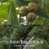 南食召 野生山核桃仁 商品缩略图2