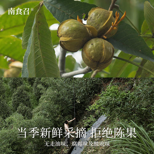 南食召 野生山核桃仁 商品图2