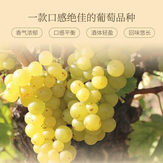 西班牙进口淑女浅色克莱姆雪莉葡萄酒750ml 商品图2