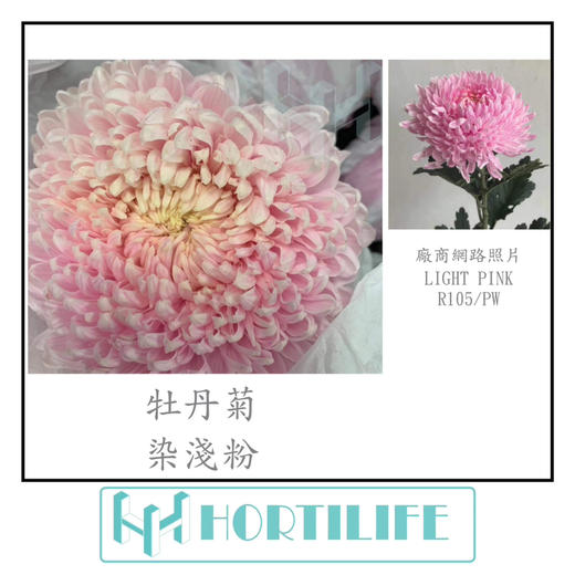 【炫彩缤纷】进口牡丹菊  多色可选  5枝/扎 商品图8