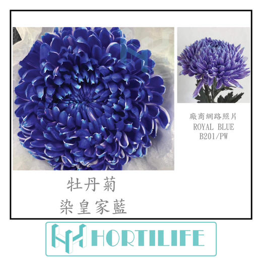 【炫彩缤纷】进口牡丹菊  多色可选  5枝/扎 商品图14