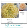 【炫彩缤纷】进口牡丹菊  多色可选  5枝/扎 商品缩略图3