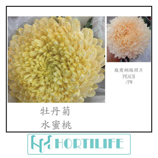 【炫彩缤纷】进口牡丹菊  多色可选  5枝/扎 商品图3