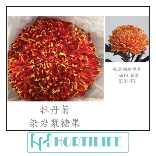 【炫彩缤纷】进口牡丹菊  多色可选  5枝/扎 商品图5