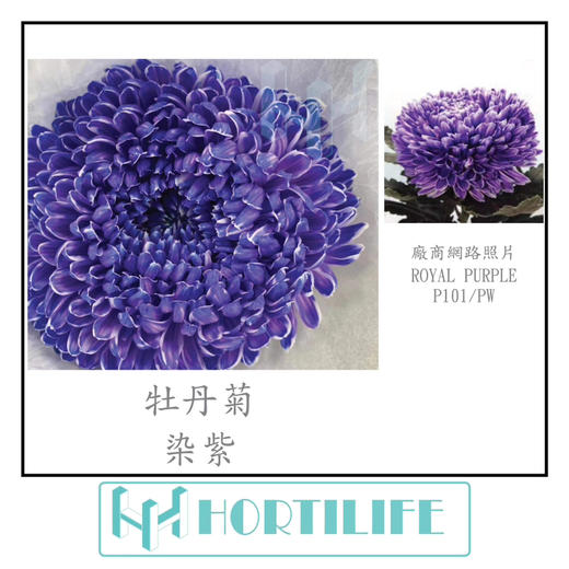 【炫彩缤纷】进口牡丹菊  多色可选  5枝/扎 商品图10