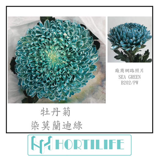 【炫彩缤纷】进口牡丹菊  多色可选  5枝/扎 商品图13