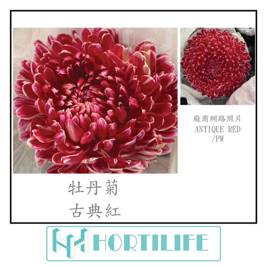 【炫彩缤纷】进口牡丹菊  多色可选  5枝/扎 商品图2