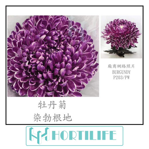 【炫彩缤纷】进口牡丹菊  多色可选  5枝/扎 商品图9
