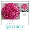【炫彩缤纷】进口牡丹菊  多色可选  5枝/扎 商品缩略图6