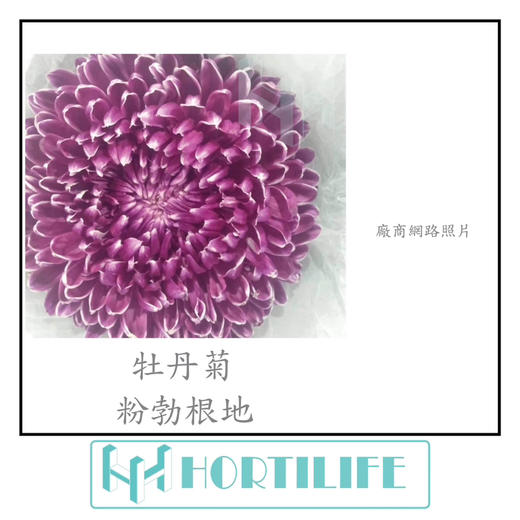 【炫彩缤纷】进口牡丹菊  多色可选  5枝/扎 商品图1