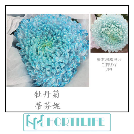 【炫彩缤纷】进口牡丹菊  多色可选  5枝/扎 商品图4