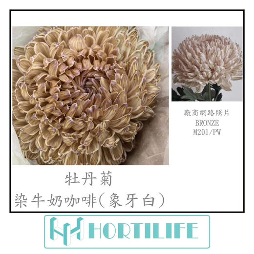 【炫彩缤纷】进口牡丹菊  多色可选  5枝/扎 商品图12