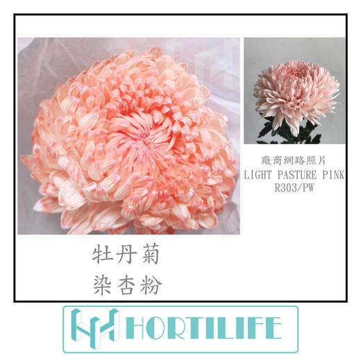 【炫彩缤纷】进口牡丹菊  多色可选  5枝/扎 商品图7