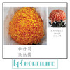 【炫彩缤纷】进口牡丹菊  多色可选  5枝/扎 商品缩略图11