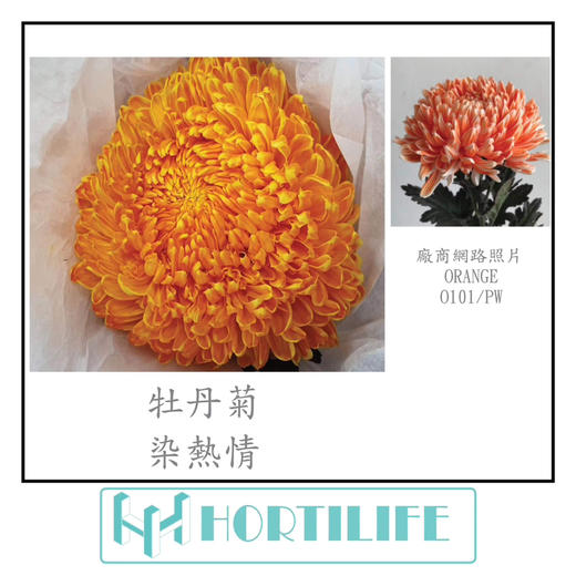 【炫彩缤纷】进口牡丹菊  多色可选  5枝/扎 商品图11