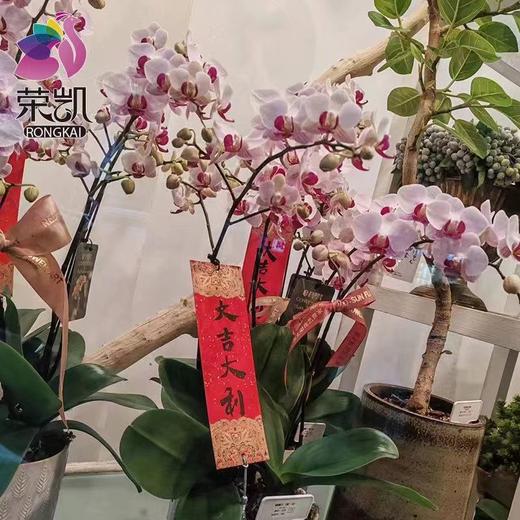 年宵花卡片(茹）-金葱烫金卡-烫金乔迁-新年贺卡-上上签-醒狮-喜庆贴纸 商品图2