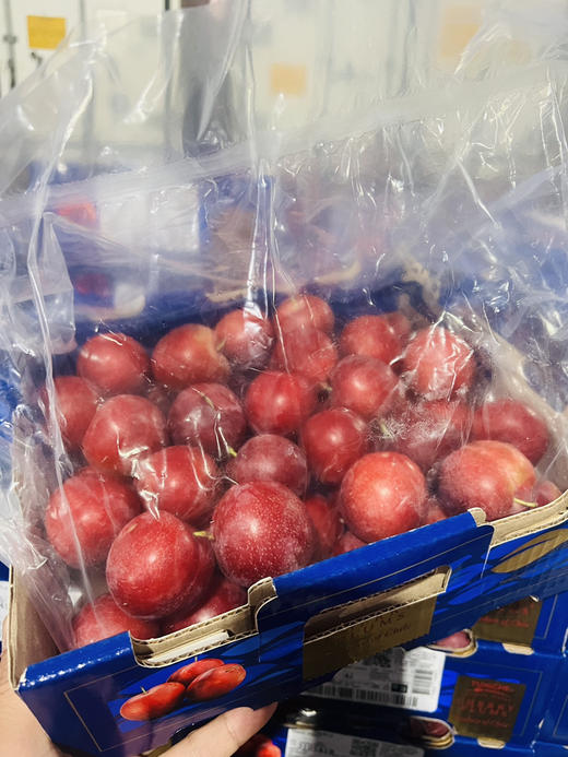 智利樱桃李，珍贵品种，每年季节超短，且货源稀缺，十分抢手，它是传统李子和樱桃的结合，既拥有浓郁的李子味，又拥有樱桃多汁，超级好吃！ 商品图9