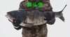 【每周二、周五发货】野生水库鱼【产地直发】@野鱼江湖 商品缩略图3