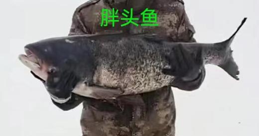 【每周二、周五发货】野生水库鱼【产地直发】@野鱼江湖 商品图3