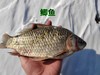 【每周二、周五发货】野生水库鱼【产地直发】@野鱼江湖 商品缩略图0