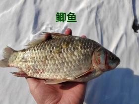【每周二、周五发货】野生水库鱼【产地直发】@野鱼江湖