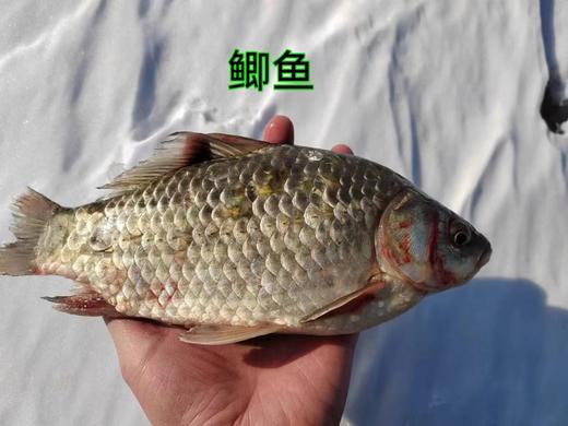 【每周二、周五发货】野生水库鱼【产地直发】@野鱼江湖 商品图0