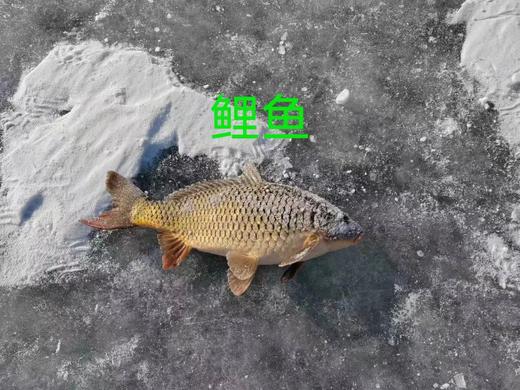 【每周二、周五发货】野生水库鱼【产地直发】@野鱼江湖 商品图2