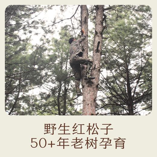 南食召 基本松子 商品图2