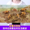 【青葫芦】3D恐龙立体书：恐龙探秘 3-6岁 进入3D立体世界，超震撼立体呈现，揭秘恐龙世界，带给孩子非凡智慧的科学盛宴。 商品缩略图1