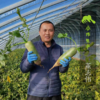 生态天津沙窝萝卜&凤梨水果萝卜| 合作生产*Eco-white radish | Coproduction 商品缩略图2