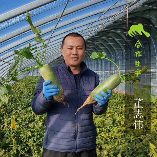 生态天津沙窝萝卜&凤梨水果萝卜| 合作生产*Eco-white radish | Coproduction 商品图2