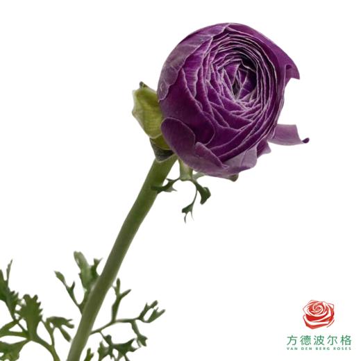 洋牡丹-超级-洋葱紫 5枝1扎 商品图1