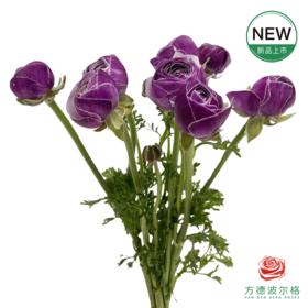 洋牡丹-超级-洋葱紫 5枝1扎