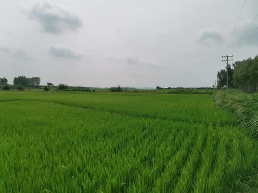 徐府帝稻有机五常大米10斤 商品图3