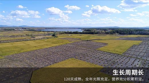 徐府帝稻有机五常大米10斤 商品图5