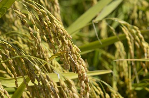 徐府帝稻有机五常大米10斤 商品图2