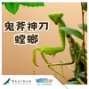【重庆自然博物馆】鬼斧神刀——螳螂 商品缩略图0