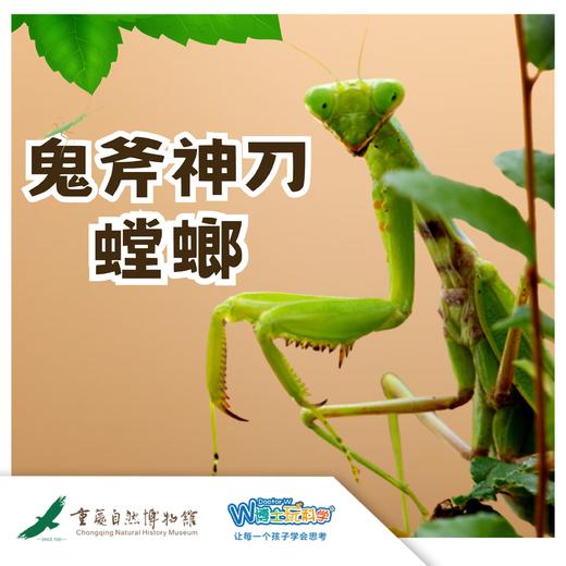 【重庆自然博物馆】鬼斧神刀——螳螂 商品图0