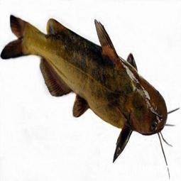 黄辣丁 商品图0