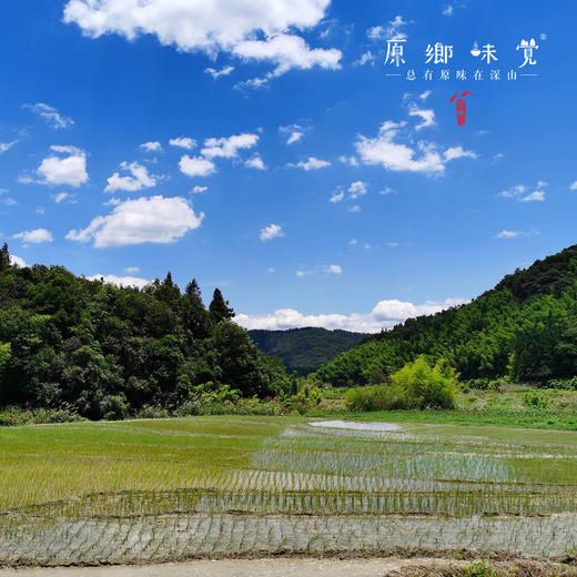 生态米粉/米线（成都仓库-顺丰快递）| 粗米粉500g/袋，细米粉350g/袋，来自福建南平，生产者：江禄【合作生产，公平贸易】 商品图8