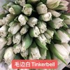 1月4日郁金香-毛边白37cm 30g Tinkerbell-10支 商品缩略图0