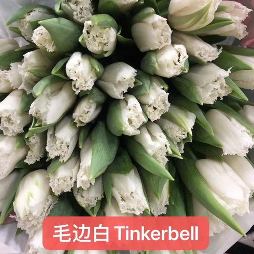 1月4日郁金香-毛边白37cm 30g Tinkerbell-10支 商品图0