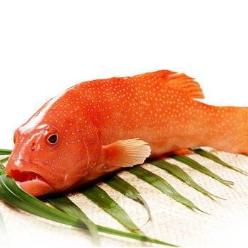 东星斑 商品图0